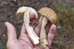 Leccinellum crocipodium