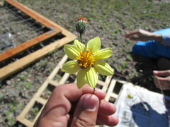 Simsia foetida