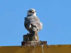 Elanus caeruleus caeruleus