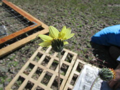 Simsia foetida