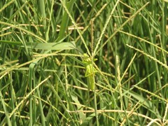 Digitaria aequiglumis