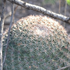 Mammillaria grusonii