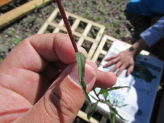 Simsia foetida