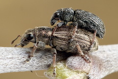 Sitona striatellus
