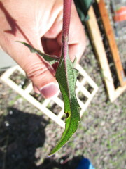 Simsia foetida