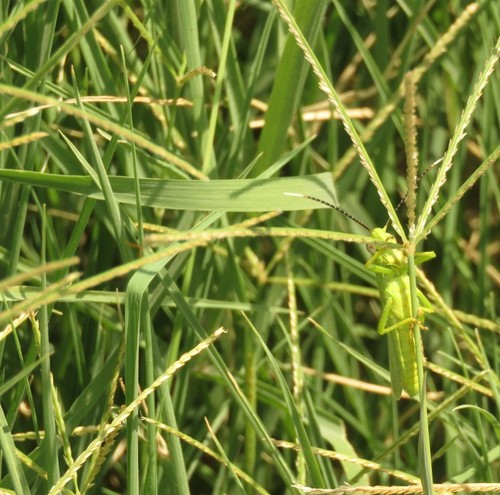 Argentinian crabgrass (Digitaria aequiglumis)