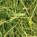 Argentinian Crabgrass - Photo (c) Andre Hosper, some rights reserved (CC BY), uploaded by Andre Hosper