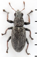 Sitona striatellus