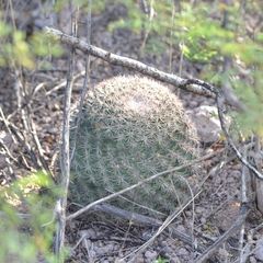 Mammillaria grusonii