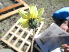 Simsia foetida