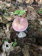 Boletus separans
