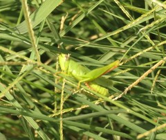 Digitaria aequiglumis