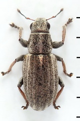 Sitona striatellus
