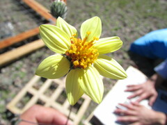 Simsia foetida