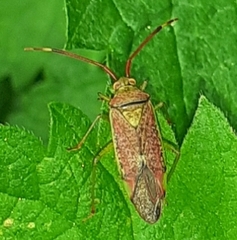 Pantilius tunicatus