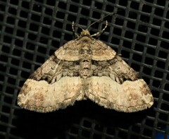 Xanthorhoe lacustrata