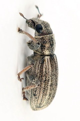 Sitona striatellus
