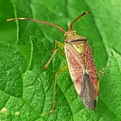 Pantilius tunicatus