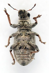 Sitona striatellus