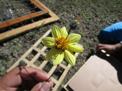 Simsia foetida