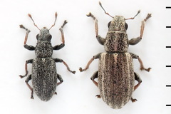 Sitona striatellus