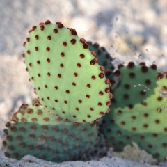 Opuntia rufida