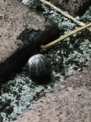 Armadillidium vulgare