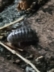 Armadillidium vulgare