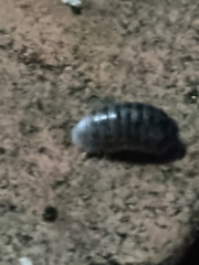 Armadillidium vulgare