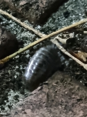 Armadillidium vulgare