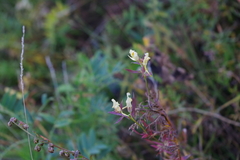 Linaria acutiloba
