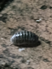 Armadillidium vulgare