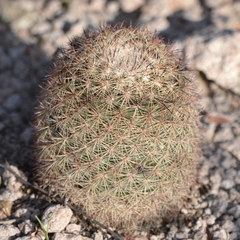 Mammillaria grusonii
