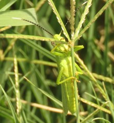 Heteracris pterosticha
