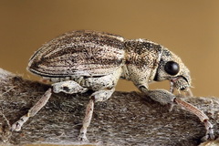 Sitona striatellus