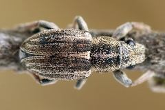Sitona striatellus