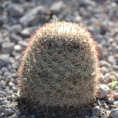 Mammillaria grusonii