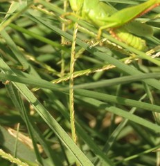 Heteracris pterosticha