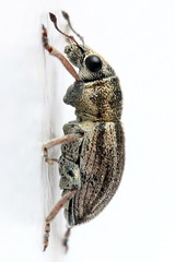Sitona striatellus
