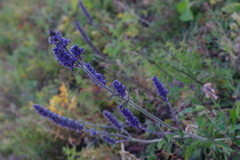 Nepeta multifida