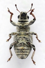 Sitona striatellus