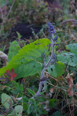 Nepeta multifida