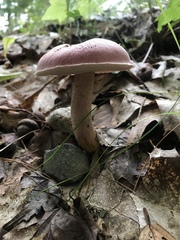 Boletus separans