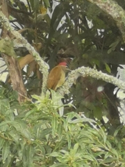 Colaptes rubiginosus