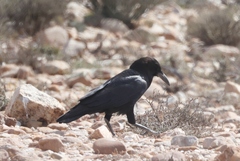 Corvus capensis