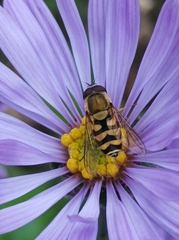 Syrphidae