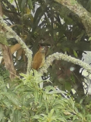 Colaptes rubiginosus