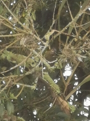 Colaptes rubiginosus
