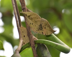 Kallima horsfieldii