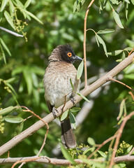 Pycnonotus nigricans